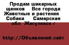 Продам шикарных щенков  - Все города Животные и растения » Собаки   . Самарская обл.,Жигулевск г.